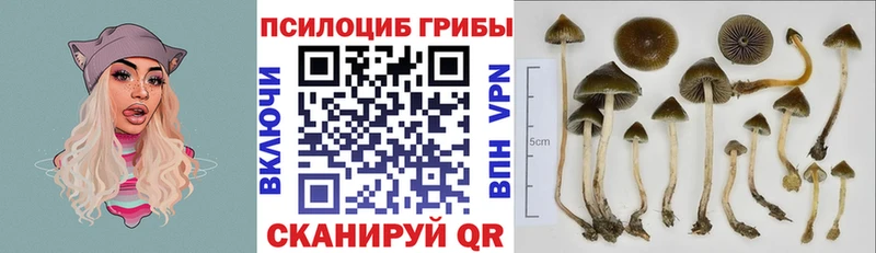 MEGA сайт  магазин продажи   Пикалёво  Галлюциногенные грибы Psilocybine cubensis 